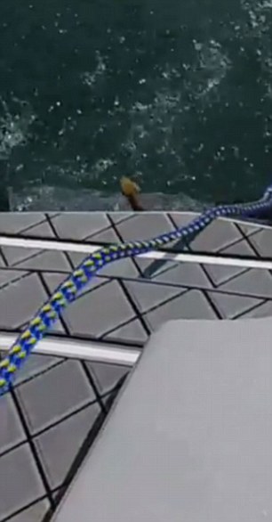 Cascavel sobe em barco e apavora família nos EUA