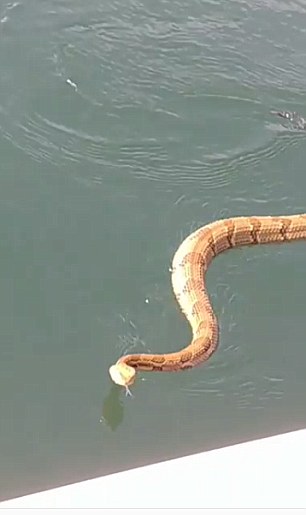 Cascavel sobe em barco e apavora família nos EUA