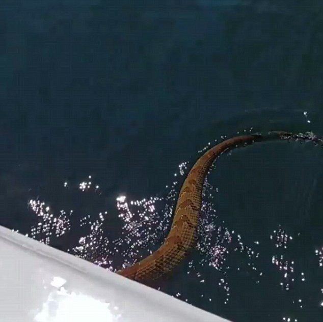 Cascavel sobe em barco e apavora família nos EUA