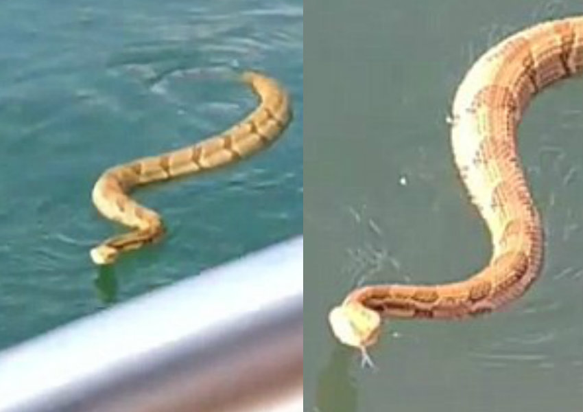 Cascavel sobe em barco e apavora família nos EUA