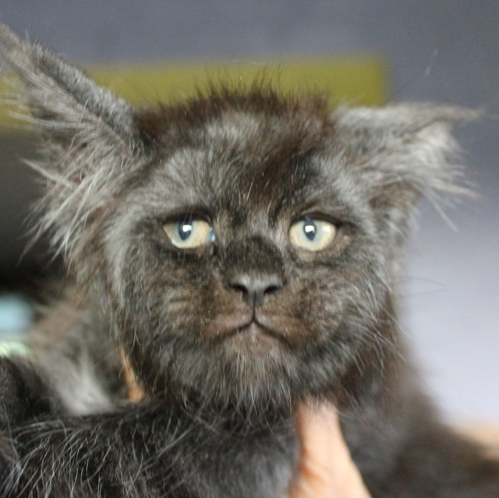 Gata fica famosa por parecer ter rosto humano