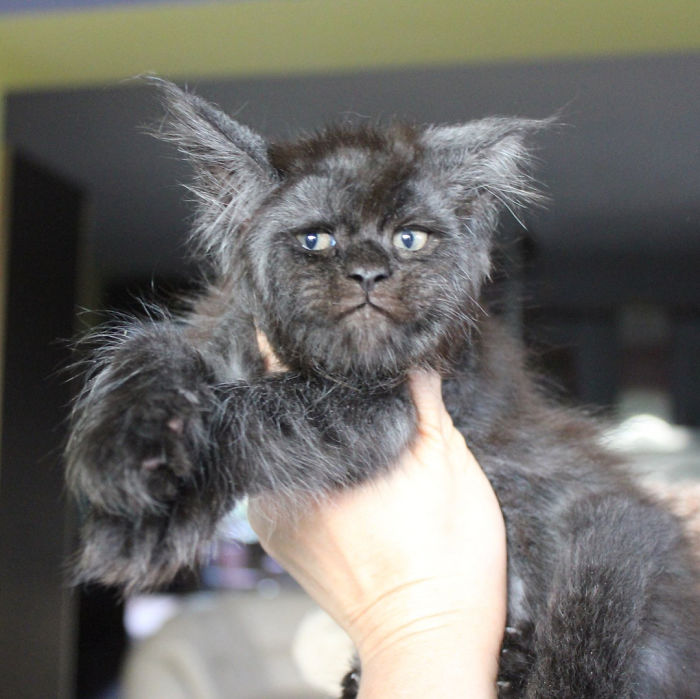 Gata fica famosa por parecer ter rosto humano