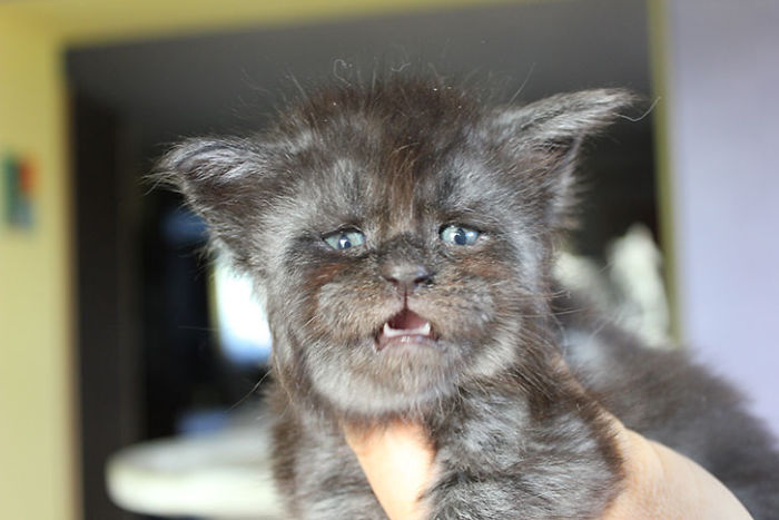 Gata fica famosa por parecer ter rosto humano