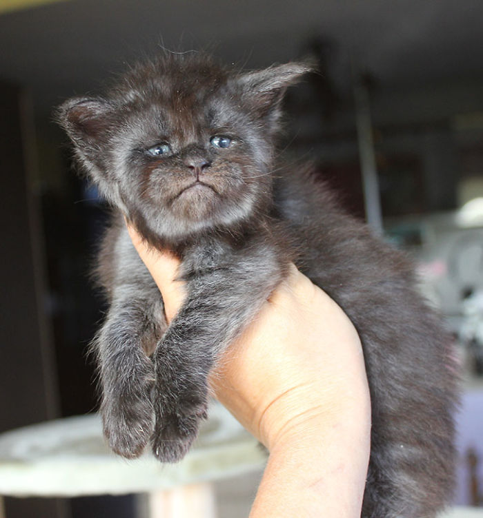 Gata fica famosa por parecer ter rosto humano