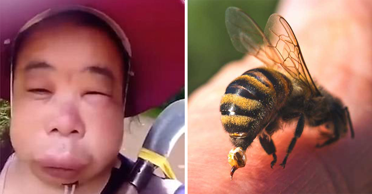 Chinesa se arrepende de tentar roubar mel de abelhas