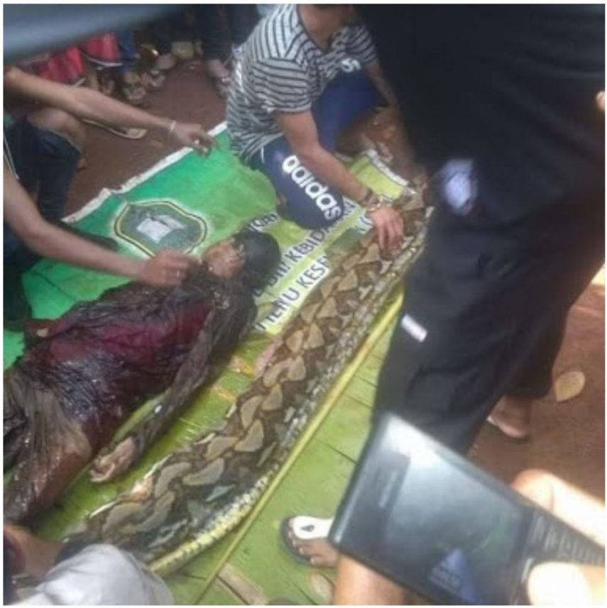 Mulher é encontrada dentro de cobra de 7 metros