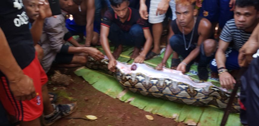 Mulher é encontrada dentro de cobra de 7 metros