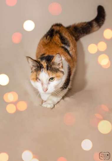 Fotógrafa Clara Medeiros registra animais da Suipa, no Rio