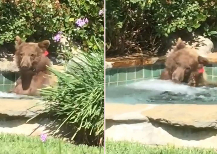Urso toma banho em piscina aquecida na Califórnia
