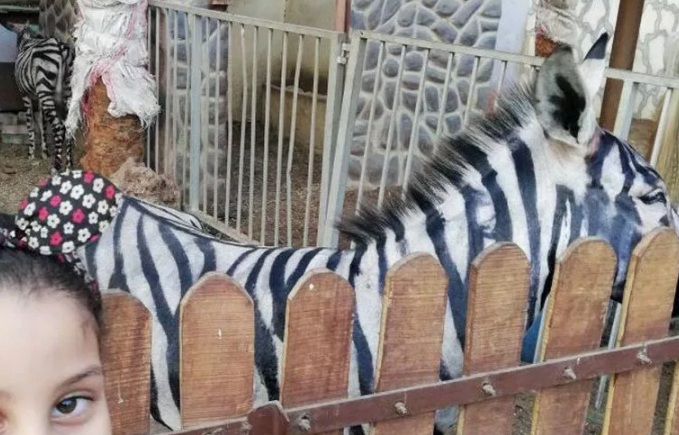Zoológico no Egito tentar usar animais como se fossem zebras