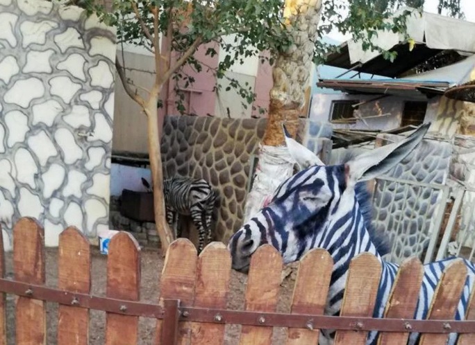Zoológico no Egito tentar usar animais como se fossem zebras