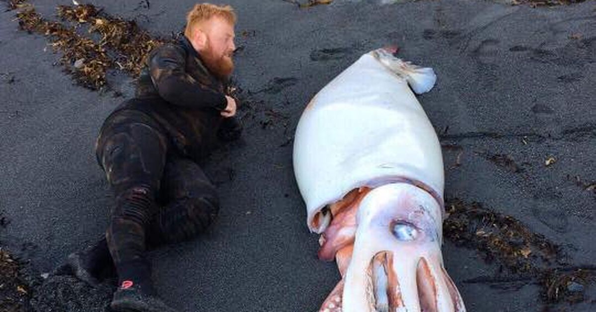Lula gigante é encontrada na areia de praia