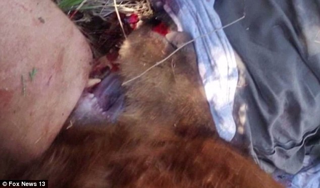 Urso de 180 kg 'perde a cabeça' após ataque nos EUA