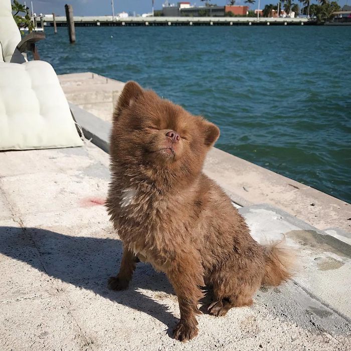 Lulu-da-pomerânia 'grande demais' encontra lar e fama