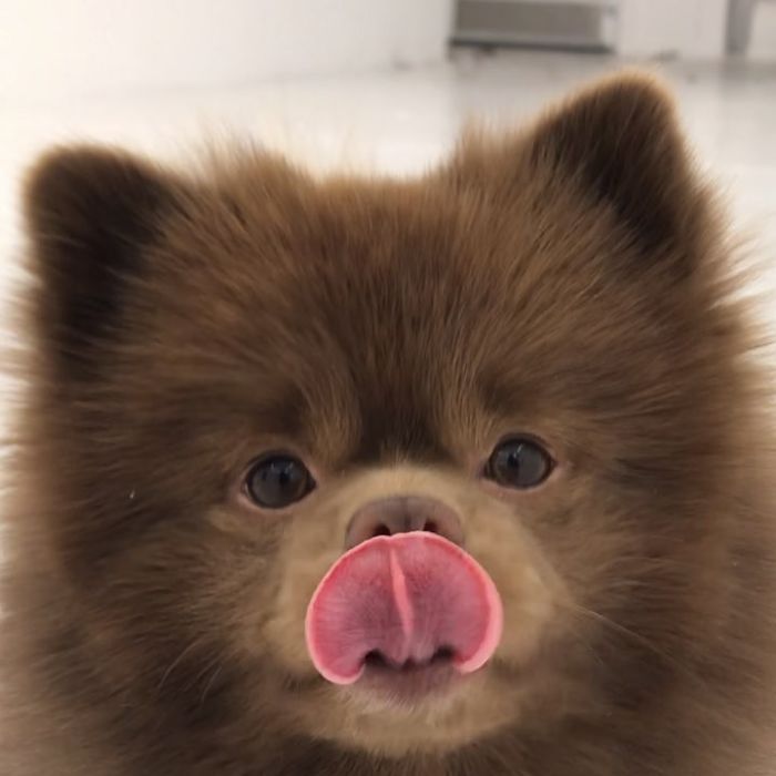 Lulu-da-pomerânia 'grande demais' encontra lar e fama