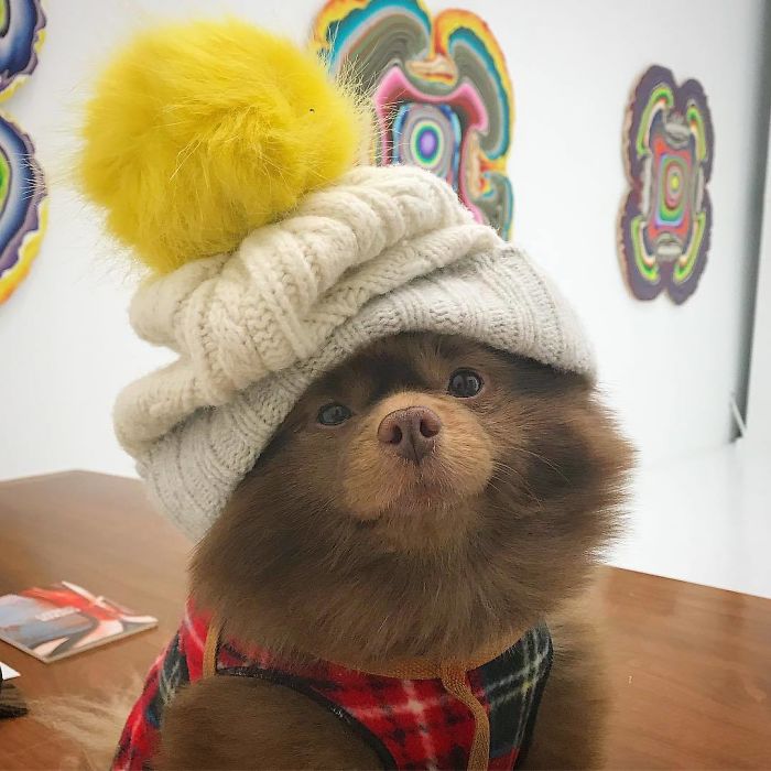 Lulu-da-pomerânia 'grande demais' encontra lar e fama