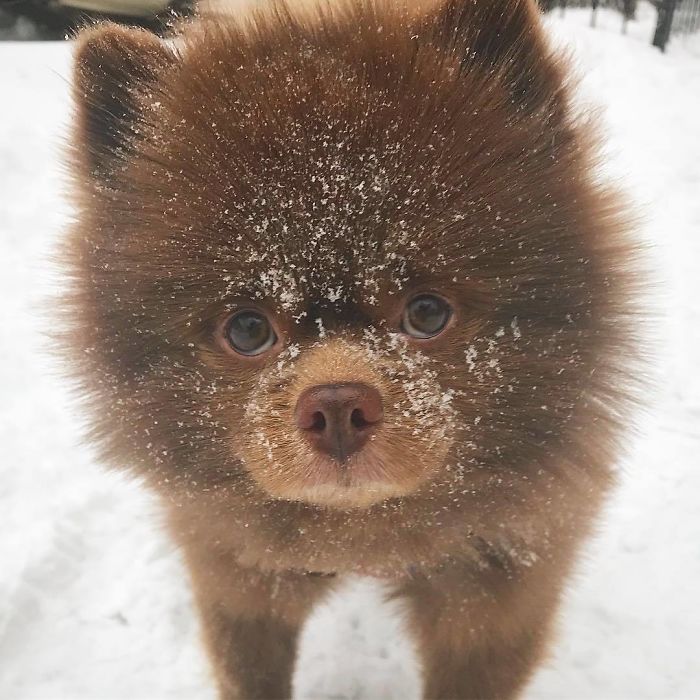 Lulu-da-pomerânia 'grande demais' encontra lar e fama