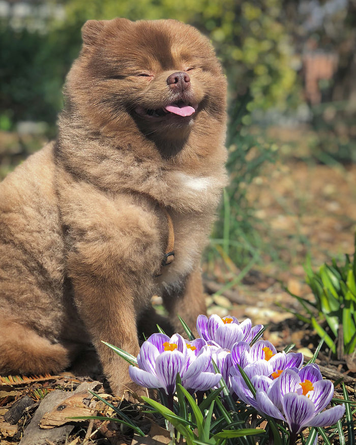 Lulu-da-pomerânia 'grande demais' encontra lar e fama