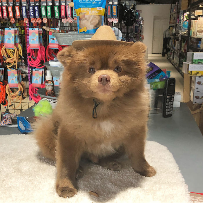 Lulu-da-pomerânia 'grande demais' encontra lar e fama