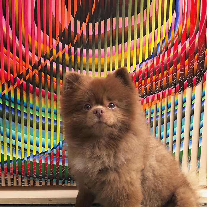 Lulu-da-pomerânia 'grande demais' encontra lar e fama