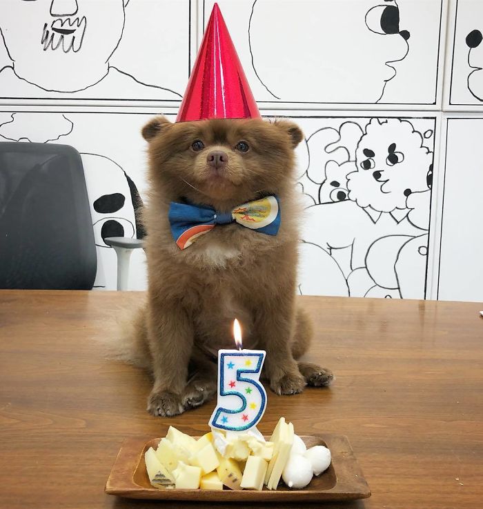 Lulu-da-pomerânia 'grande demais' encontra lar e fama