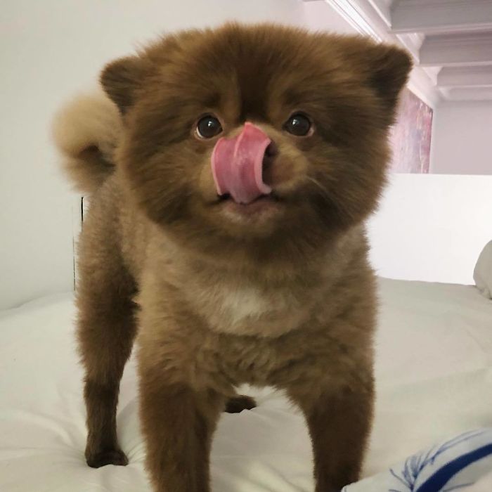 Lulu-da-pomerânia 'grande demais' encontra lar e fama