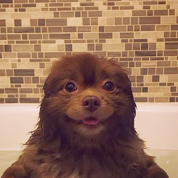 Lulu-da-pomerânia 'grande demais' encontra lar e fama