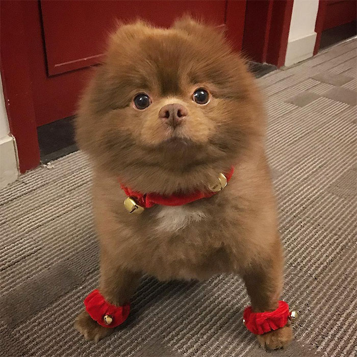 Lulu-da-pomerânia 'grande demais' encontra lar e fama