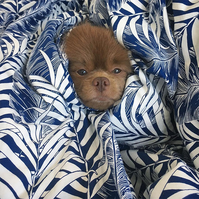 Lulu-da-pomerânia 'grande demais' encontra lar e fama