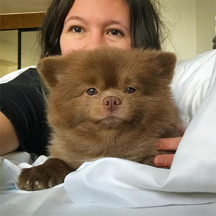 Lulu-da-pomerânia 'grande demais' encontra lar e fama