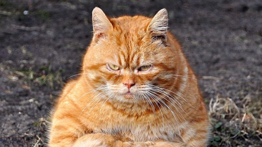 Mãe procura gato laranja para ser Garfield em jantar