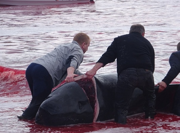 Matança das baleias acontece desde o século 16 na remota região 