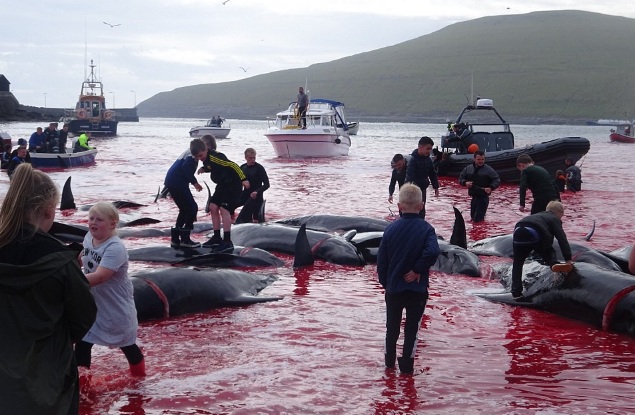 Matança das baleias acontece desde o século 16 na remota região 