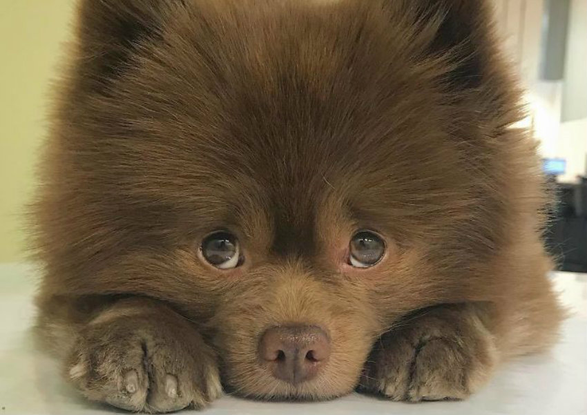 Lulu-da-pomerânia 'grande demais' encontra lar e fama