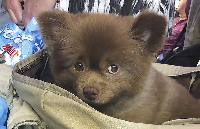 Lulu-da-pomerânia 'grande demais' encontra lar e fama