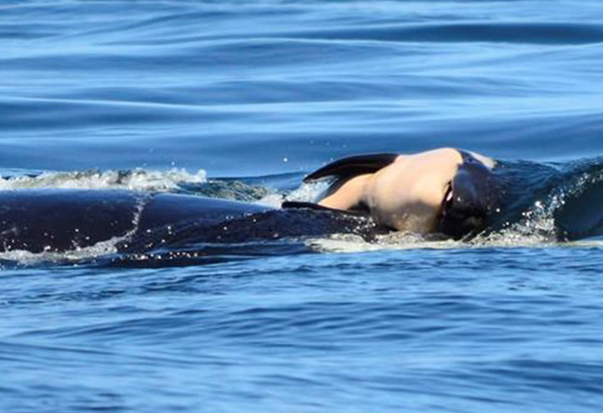 Mãe orca carrega filhote morto há 17 dias e preocupa