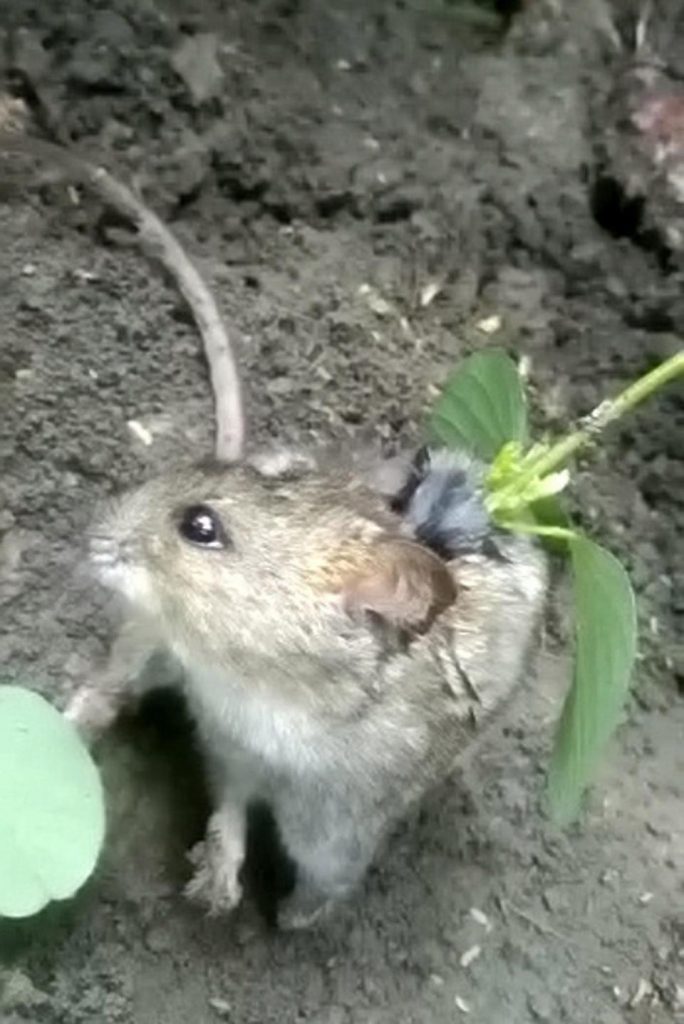 Planta nasce em rato vivo