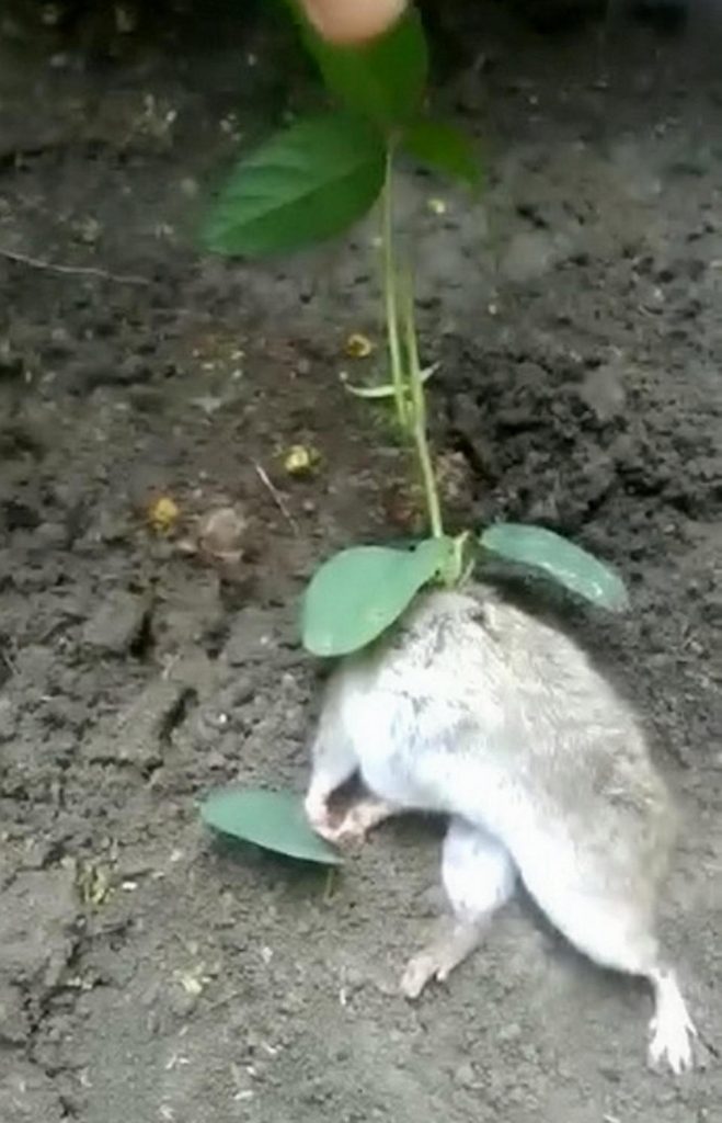 Planta nasce em rato vivo
