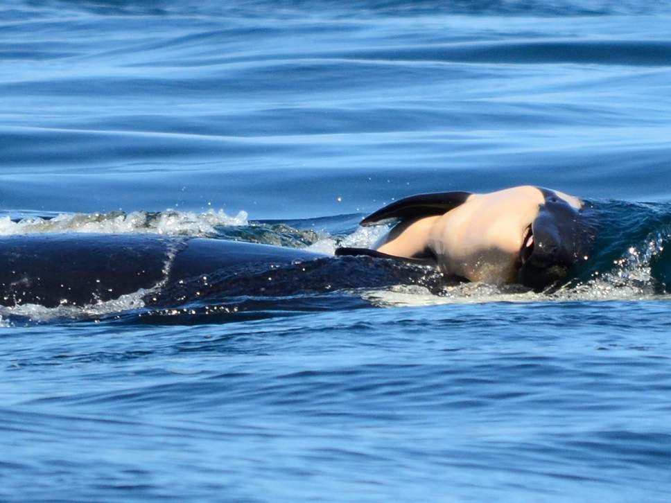 Mãe orca deixa de carregar filhote morto após 17 dias
