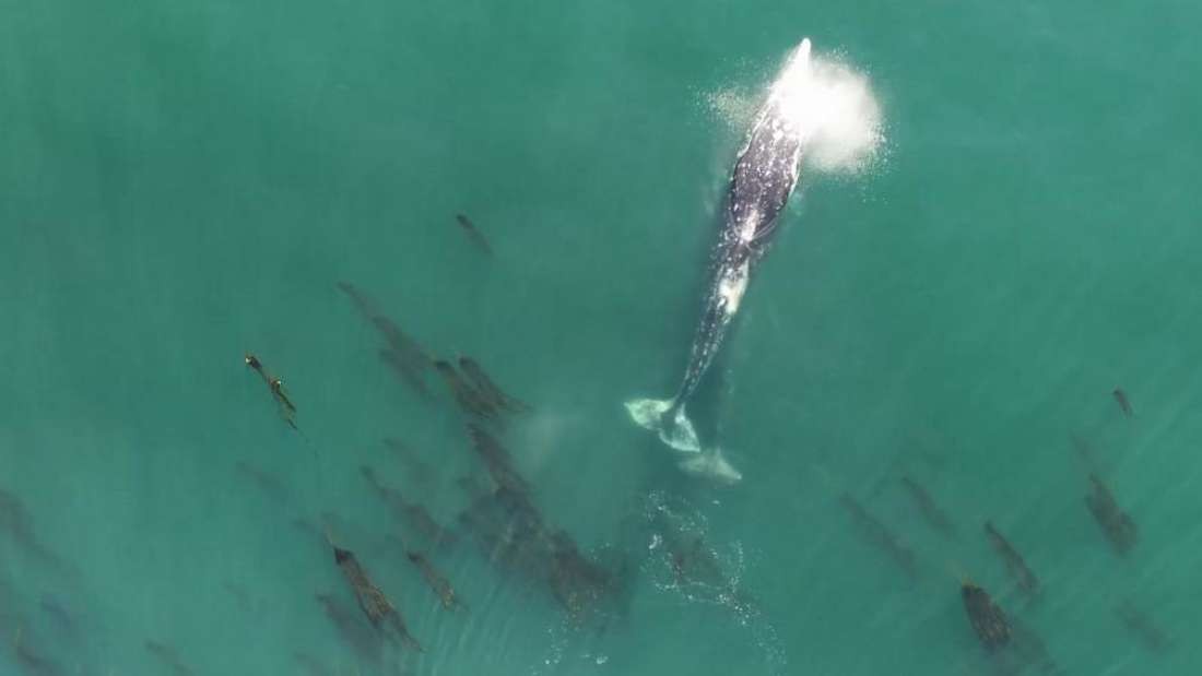 Drone filma momento inusitado de baleia fazendo um cocô enorme
