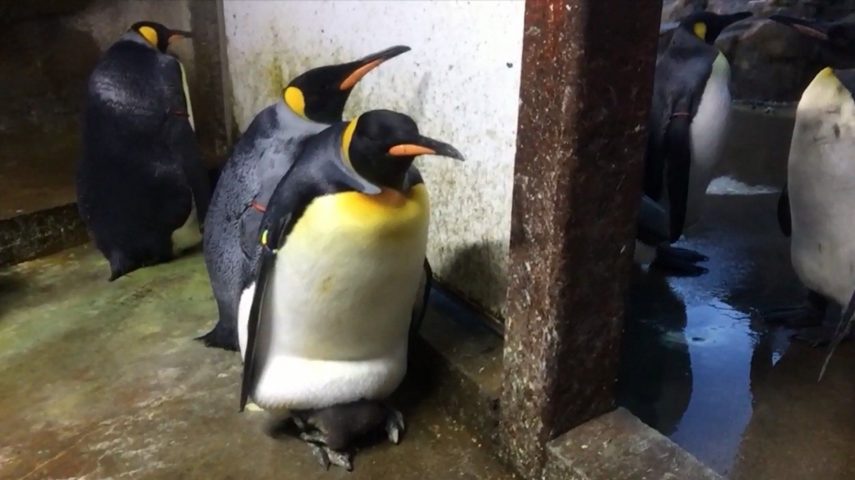 Casal de pinguins gays 'sequestra' filhote