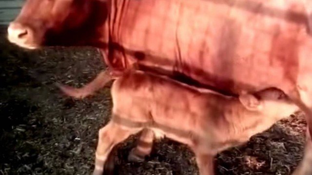 Nasce novilha vermelha que seria sinal do fim dos tempos