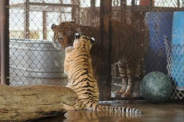 Tigresa que sofreu maus-tratos se recupera e encontra amor