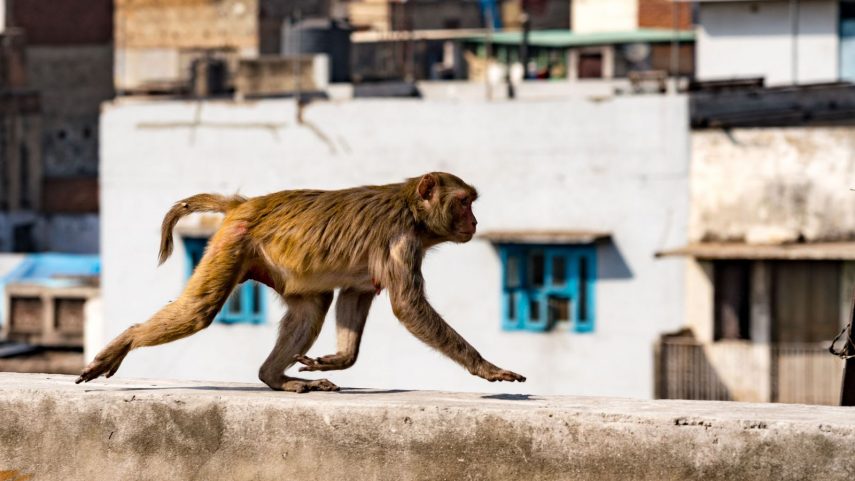 Macacos na Índia