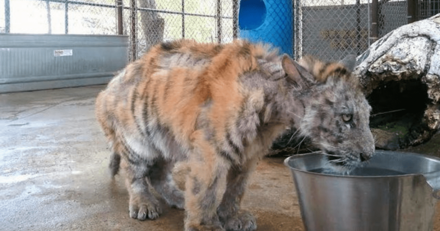 Tigresa que sofreu maus-tratos se recupera e encontra amor