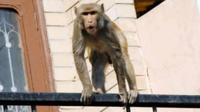 Macacos na Índia