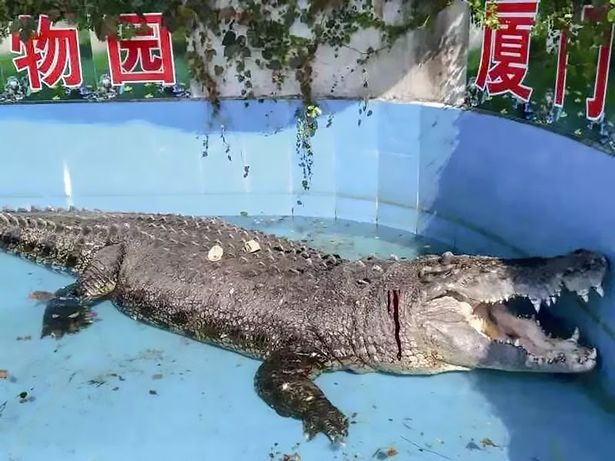 Crocodilo é apedrejado e fica ferido