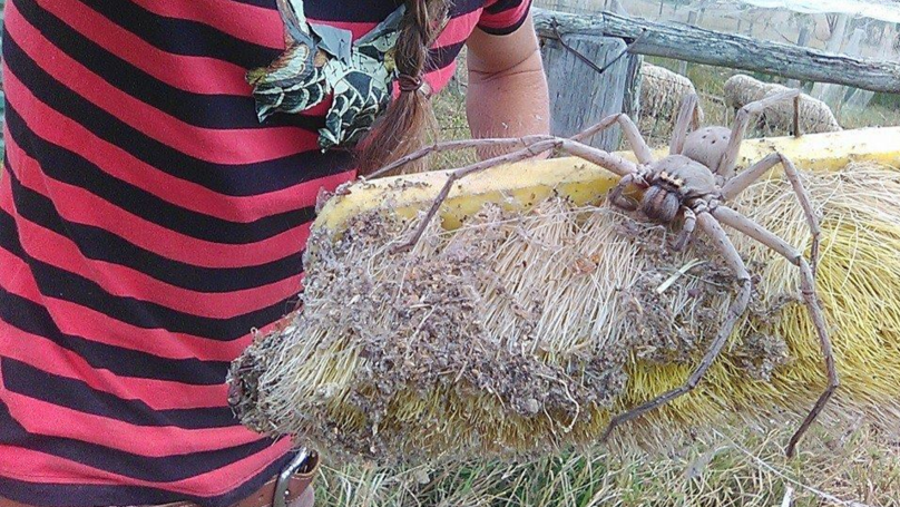 Mulher captura aranha gigante para protegê-la de humanos