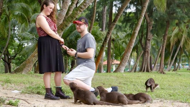 Lontras fazem 'photobomb' em pedido de casamento