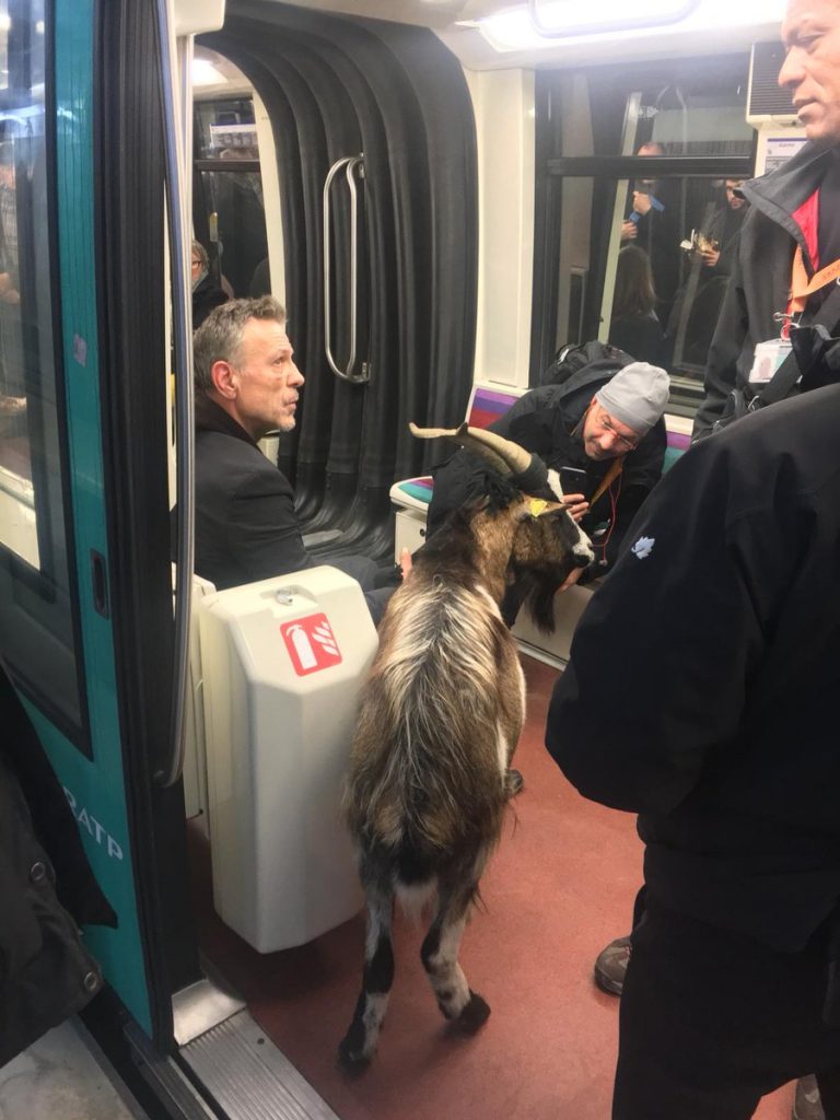 Homem furta bode e tenta fugir pelo metrô